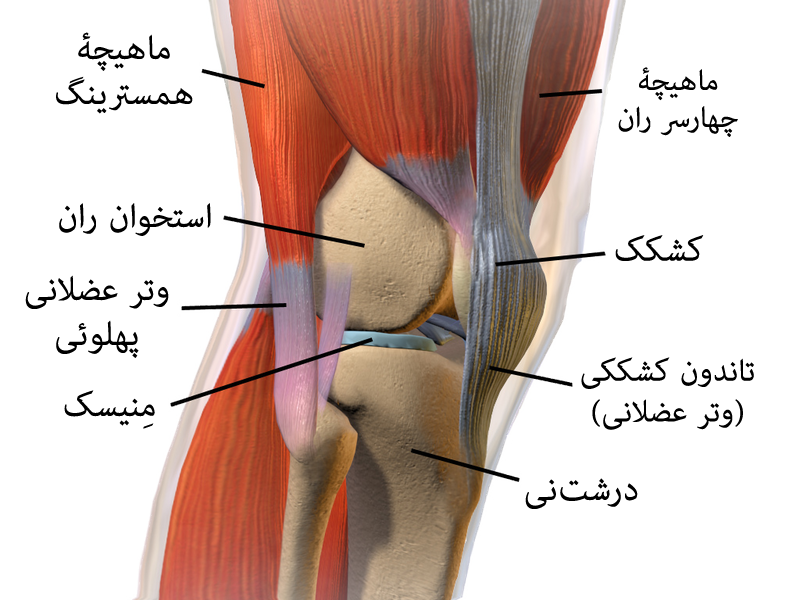آناتومی زانو