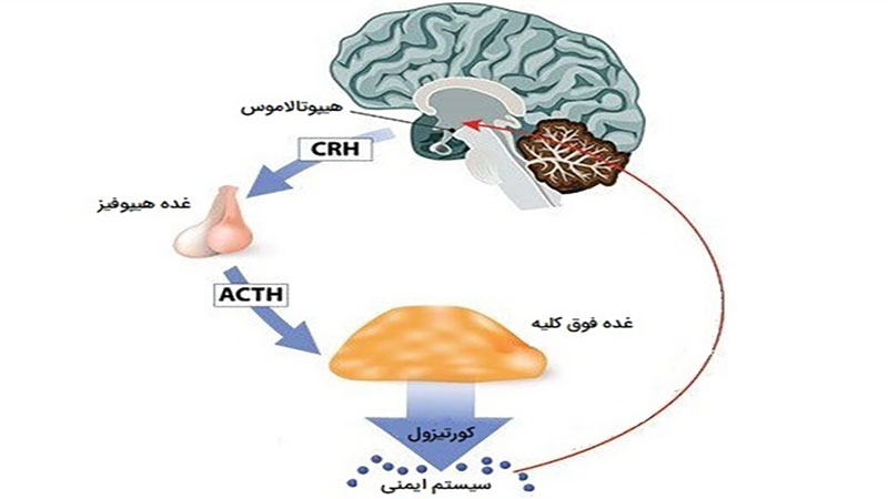 هورمون کورتیزول