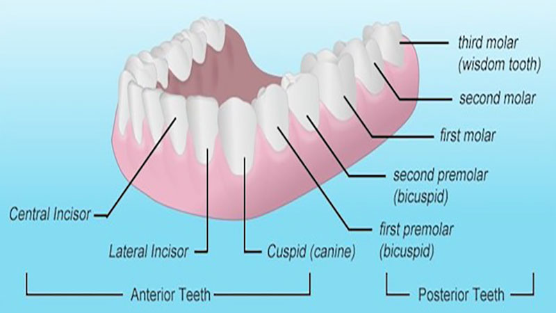 توجه به محل قرارگیری دندان