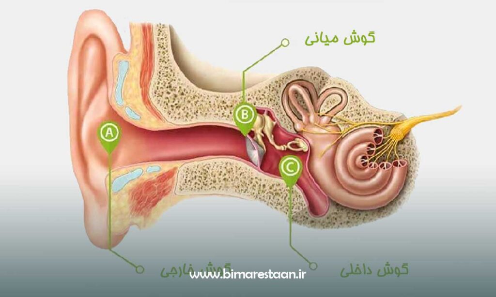 ساختار گوش