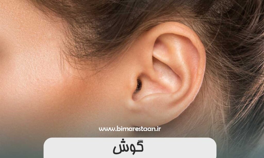 گوش