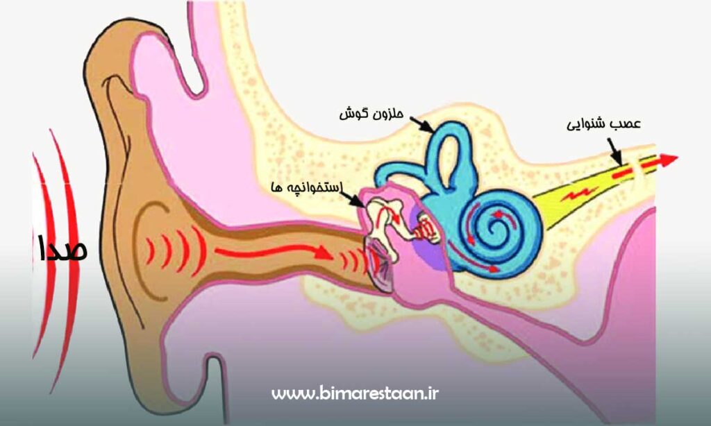 شنیدن صدا