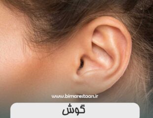 گوش
